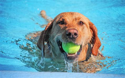 Where Can I Take My Dog Swimming Safely Union Lake Pet Services