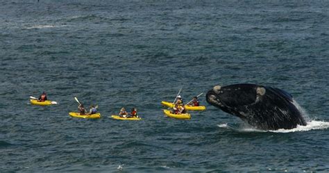 8 Wicked Ways To Whale Watch In South Africa Travelground Blog