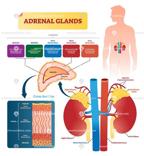 Adrenal Glands Anatomical Vector Illustration Infographic Diagram