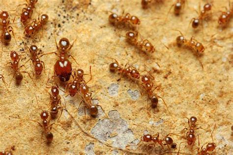 El olor que desprenden hacen que las hormigas sean repelidas. Cómo eliminar las hormigas de la cocina de tu casa | Zotal