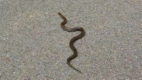 Follow alabama black snake rock and others on soundcloud. Almost ran over this Black Mamba snake this morning - AR15.COM
