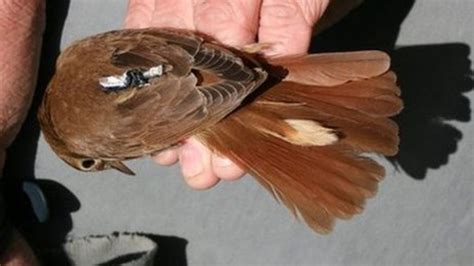Nightingales Tags Reveal Habitat Change On Migratory Routes Bbc News