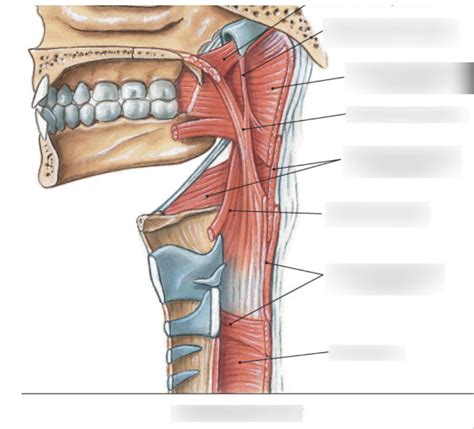 Muscles Of The Pharynx Midsagittal Diagram Quizlet
