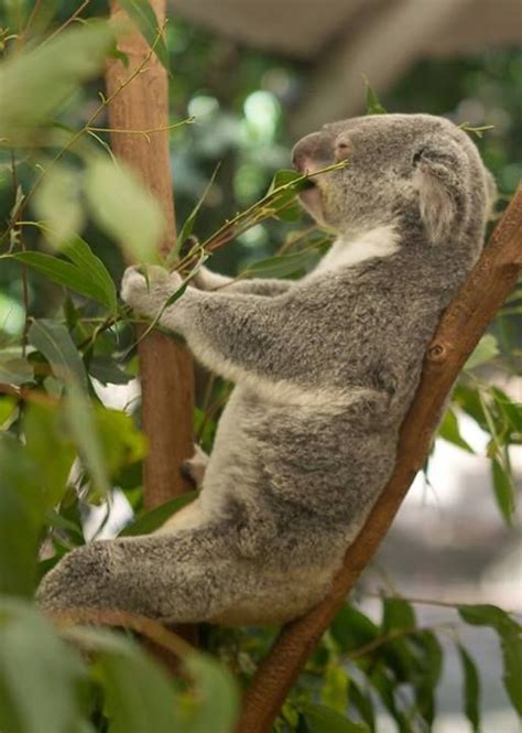 Sleepy Koala Noms Bichinho Fofinho