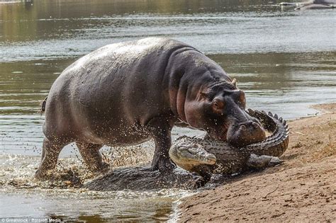 Incredible Photos Show Hippo Taking A Chunk Out Of Crocodile