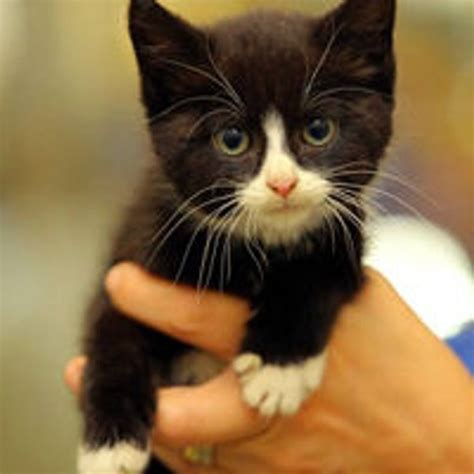 Kitten Survives 14 Mile Trip And 3 Days Under Car Engine Love Meow Kitten Kittens Funny