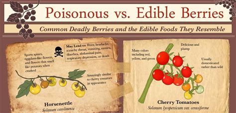 Poisonous Vs Edible Berries Deadly Berries And The Edible Foods They