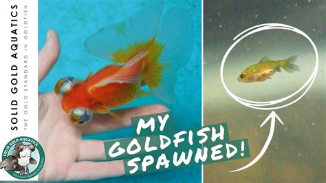 Feeding Baby Fish Fry Newly Hatched Goldfish Fry Fish Room Vlog