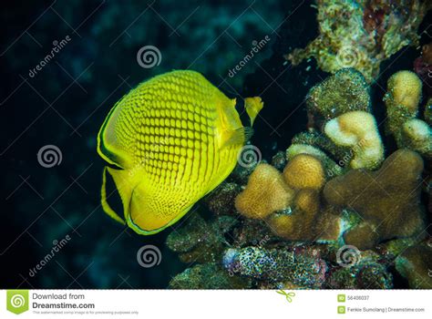 Diver Yellow Fish Scuba Diving Bunaken Indonesia Sea Reef