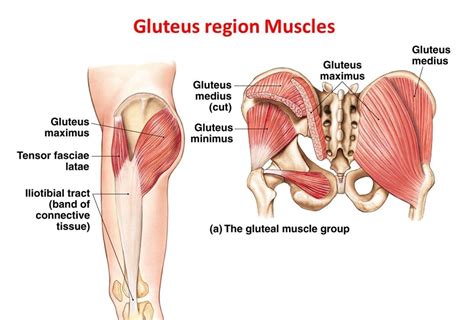 Gluteal Region Structure Muscles Nerves And Posterior Compartment Of