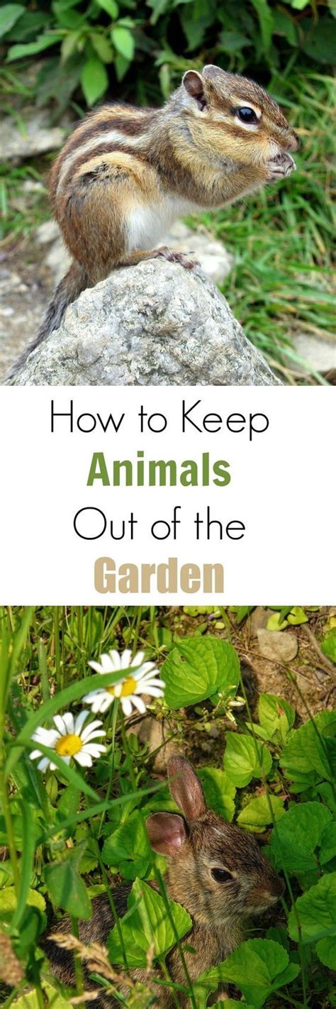 Odor repellants are granular and attempt to keep the animal away from an area in the first place with a bad smell. How to Keep Animals Out of the Garden | Garden pests ...