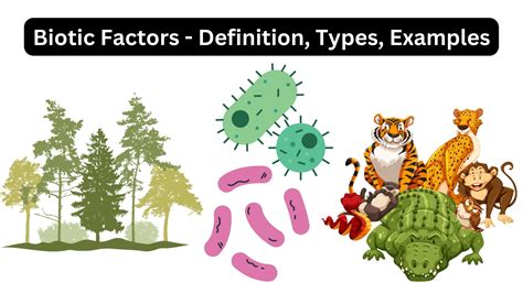 Biotic Factors Definition Types Examples