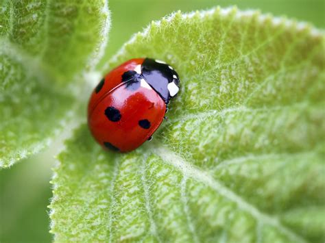 Red Ladybug With No Spots Iwanna Fly