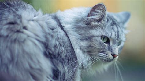 Beautiful Cat Close Up Photo Wallpaper 1920x1080 11602