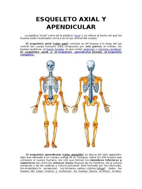 Esqueleto Axial Y Apendicular 2