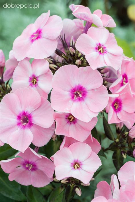 Szkółka Bylin Dobrepole Phlox Paniculata Flame Pink Płomyk Wiechowaty