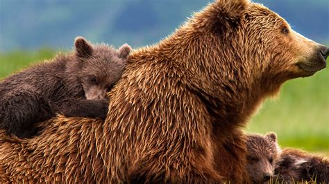 They are classified as caniforms, or doglike carnivorans. Wildlife Bear Family | HD Wallpapers