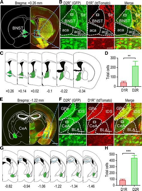 Whole Brain Mapping Of Direct Inputs To Dopamine D1 And D2 Receptor Expressing Medium Spiny