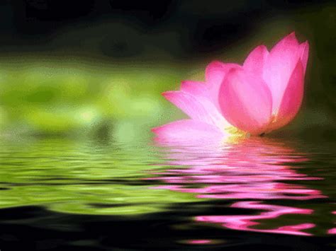 Flower t stock image image of sweet t bloom. Lotus gif images | Unseen Pictures 4 You