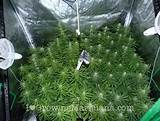 Best Marijuana Fertilizer Indoor