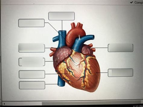 Superficial Heart Diagram Quizlet