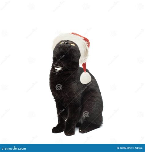 Black Cat In Santa Hat Looking Up On White Stock Image Image Of