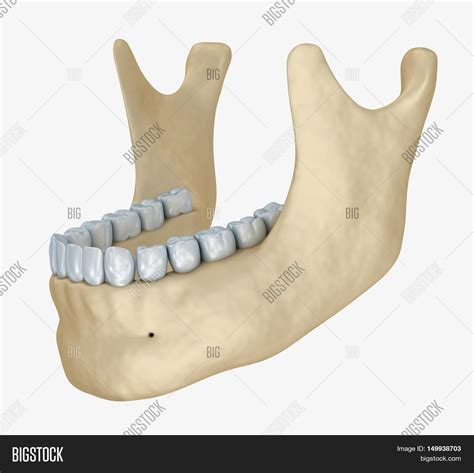 Lower Jaw Skeleton Image And Photo Free Trial Bigstock
