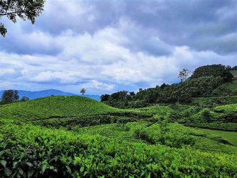 Munnar In Monsoon A Trip To Remember