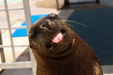 390 Sea Lion Mouth Open Stock Photos Pictures And Royalty Free Images