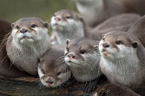 Symbolism And Meaning Of The Otter Spirit Siberinternet