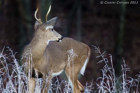 Country Captures Appreciating Whitetail Beauty
