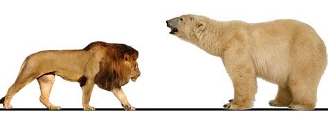 Bear Vs Lion Battle Which Animal Would Win In A Fight Ke