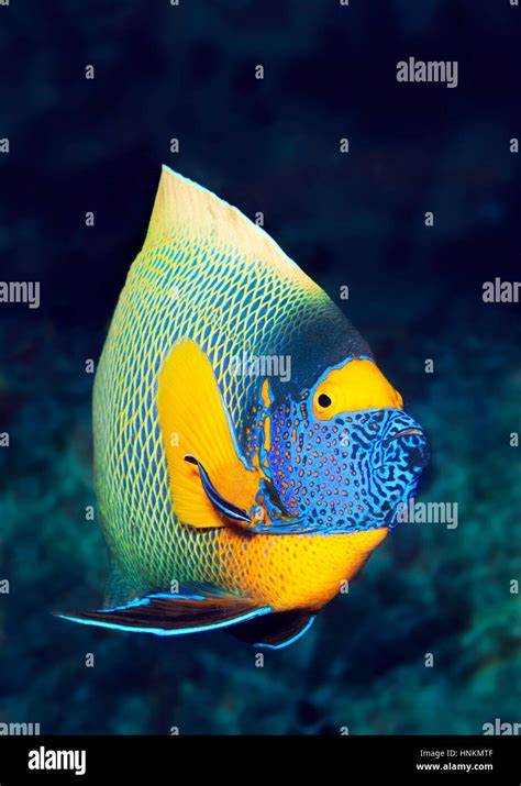 Blueface Angelfish Pomacanthus Xanthometopon Indian Ocean Maldives