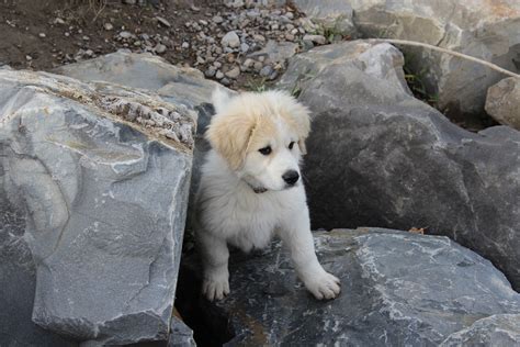 A great fire destroyed nearly half the city. Great Pyrenees - Wikiwand