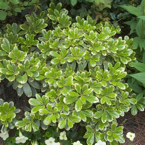 Fashion, home & garden, electronics, motors, collectibles & arts Southern Living Plant Collection 2 Gal. Mojo Pittosporum ...