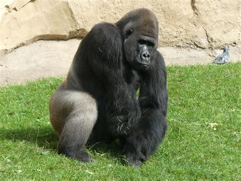Zoo Hannover Gorillas 020917 Flickr