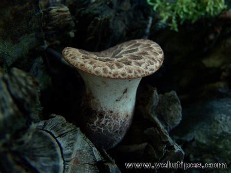 Polyporus Squamosus Suomukääpä Natural Fungi In Finland