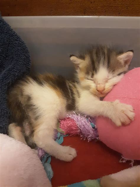 My Foster Kitten Cleo Sleeping On Her Stuffed Animal Aww