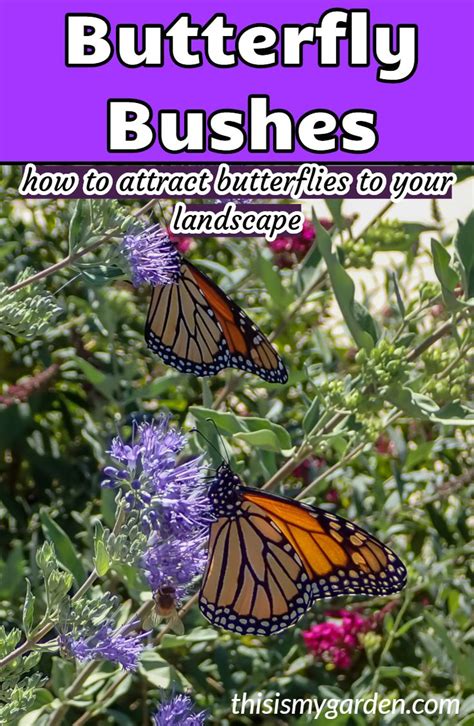 Butterfly Bushes How To Plant Grow And Maintain Butterfly Bush Grow