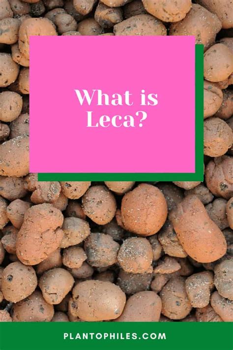 Leca — 1 Best Guide How To Use Leca For Plants