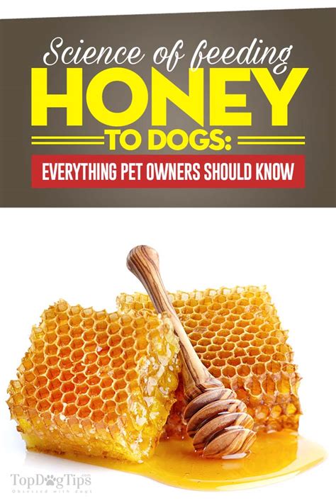 Honey For Dogs The Science Based Guide On Its Benefits For Health