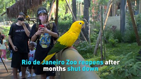 Rio De Janeiro Zoo Reopens After Months Shut Down Cgtn