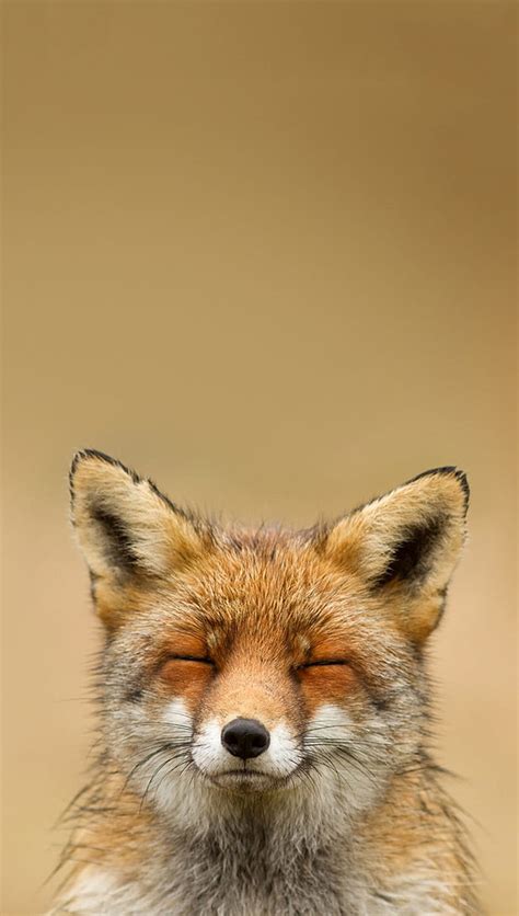 Download Koleksi 71 Wallpaper Fox Lucu Hd Terbaik Gambar