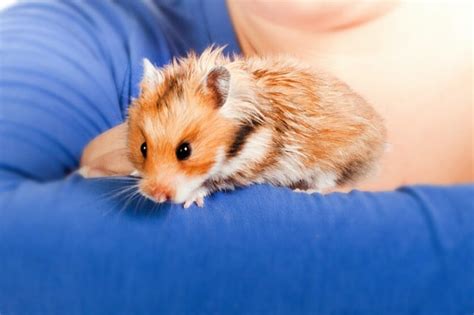 Teddy Bear Hamster Guide For New Owners Hamsteropedia