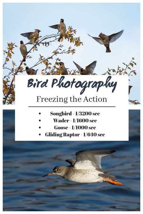 Photographing Birds In Flight Freezing The Action Cheat Sheet Birds