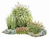 Garden Design Grasses