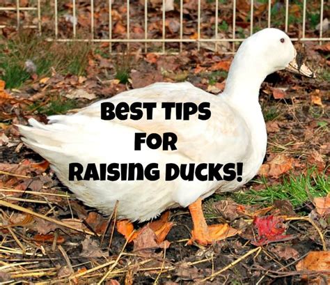 Raising Ducks Can Be Easy And Fun Follow These Simple Tips For Raising