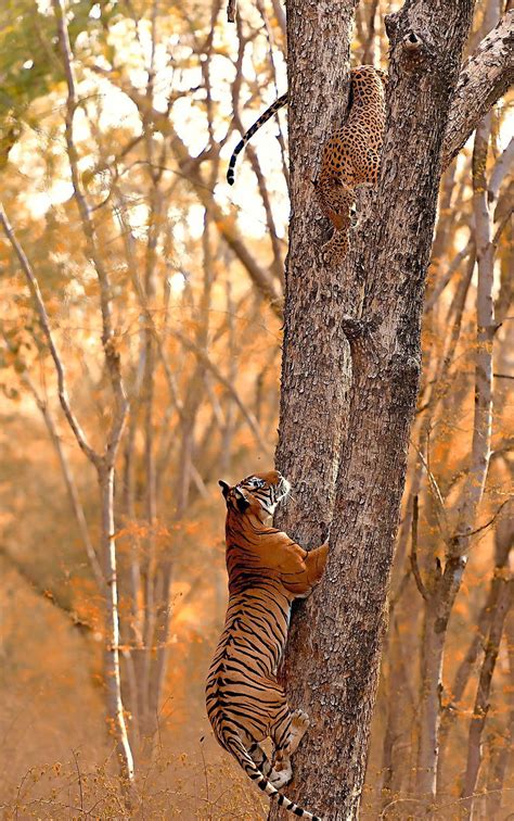 Bengal Tiger Trying To Catch A Leopard In A Tree Natureismetal