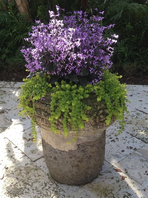 Container Gardencreeping Jennymona Lavenderfree Pictures Free