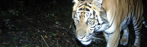 Kerinci Seblat Sumatran Tiger Project 2000 22 Ffi Wildcats